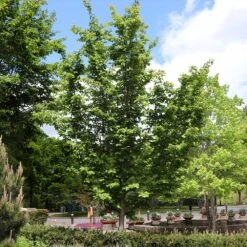 Jelena Witch Hazel Shrub -Plant Sales Store Witch Hazel Jelena 6