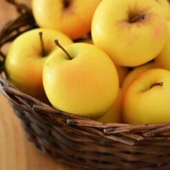 Golden Delicious Apple Tree -Plant Sales Store Yellow Delicious Apples 4 FGT