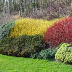 Yellow Twig Dogwood Shrub -Plant Sales Store Yellow Twig Dogwood 1