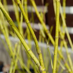 Yellow Twig Dogwood Shrub -Plant Sales Store Yellow Twig Dogwood 4 FGT