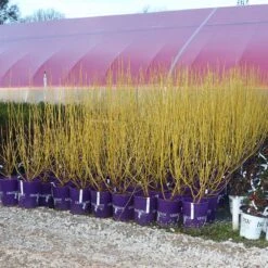 Yellow Twig Dogwood Shrub -Plant Sales Store Yellow Twig Dogwood 8