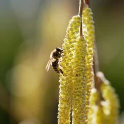 York Filbert Hazelnut -Plant Sales Store York Hazelnut 2