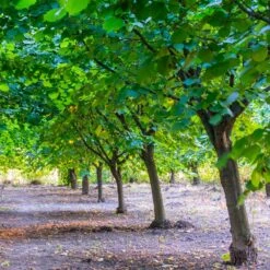 York Filbert Hazelnut -Plant Sales Store York Hazelnut 4