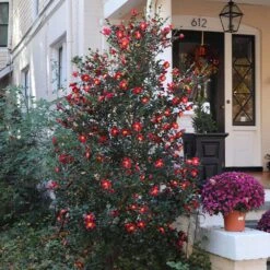 Yuletide Camellia 7 Yuletide Camellia -Plant Sales Store Yuletide Camellia 4 BB