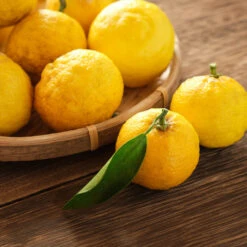 Yuzu Tree 7 Yuzu Tree -Plant Sales Store Yuzu Citrus 3 FGT