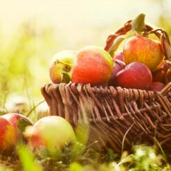 Zestar Apple Tree -Plant Sales Store Zestar Apple 2