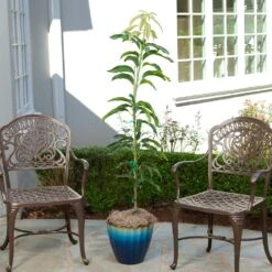 Condo Mango Tree -Plant Sales Store condo mango 1