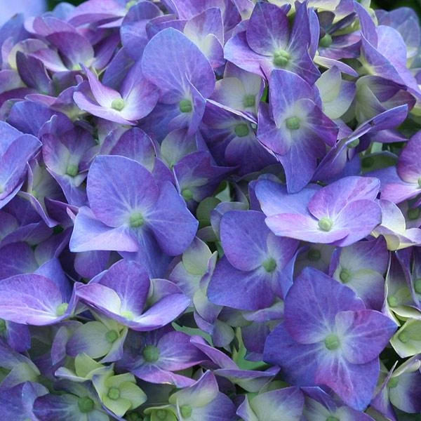 Let's Dance® Blue Jangles Hydrangea Shrub 1 Let's Dance® Blue Jangles Hydrangea Shrub