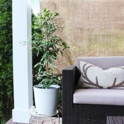 Miracle Berry Plant 8 Miracle Berry Plant -Plant Sales Store mIRACLE bERRY 4 FGT