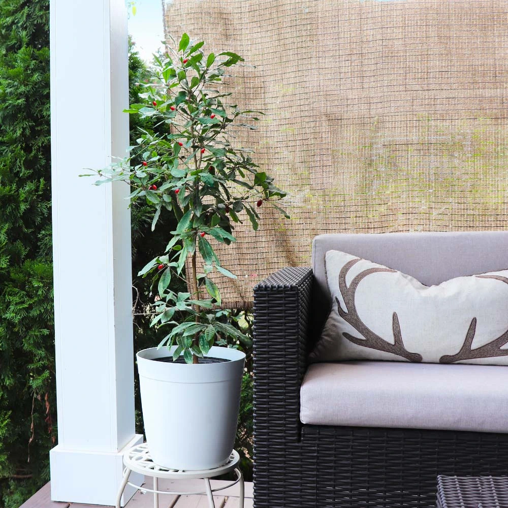 Miracle Berry Plant 4 Miracle Berry Plant - Image 4