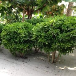 Miracle Berry Plant 9 Miracle Berry Plant -Plant Sales Store mIRACLE bERRY 6