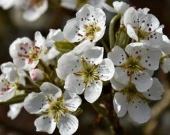 Olympic Giant Asian Pear Tree -Plant Sales Store olympic pear 450 1