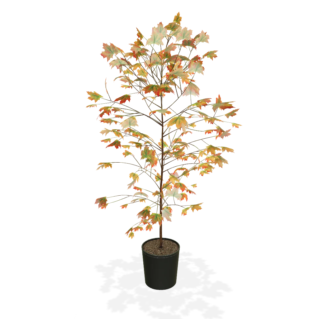 Autumn Blaze® Red Maple Tree 3 Autumn Blaze® Red Maple Tree - Image 3