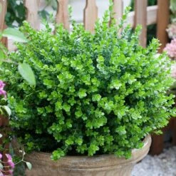 Sprinter® Boxwood Shrub -Plant Sales Store sprinter boxwood 3