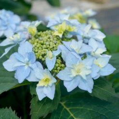 Tuff Stuff Ah-Ha® Hydrangea Shrub -Plant Sales Store tuff stuff ah ha hydrangea 3