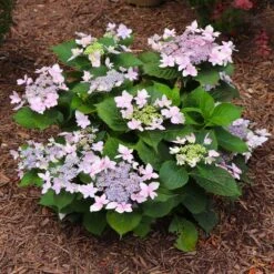 Tuff Stuff Ah-Ha® Hydrangea Shrub -Plant Sales Store tuff stuff ah ha hydrangea 7 FGT