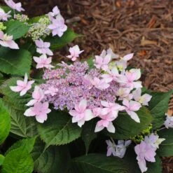 Tuff Stuff Ah-Ha® Hydrangea Shrub -Plant Sales Store tuff stuff ah ha hydrangea 8